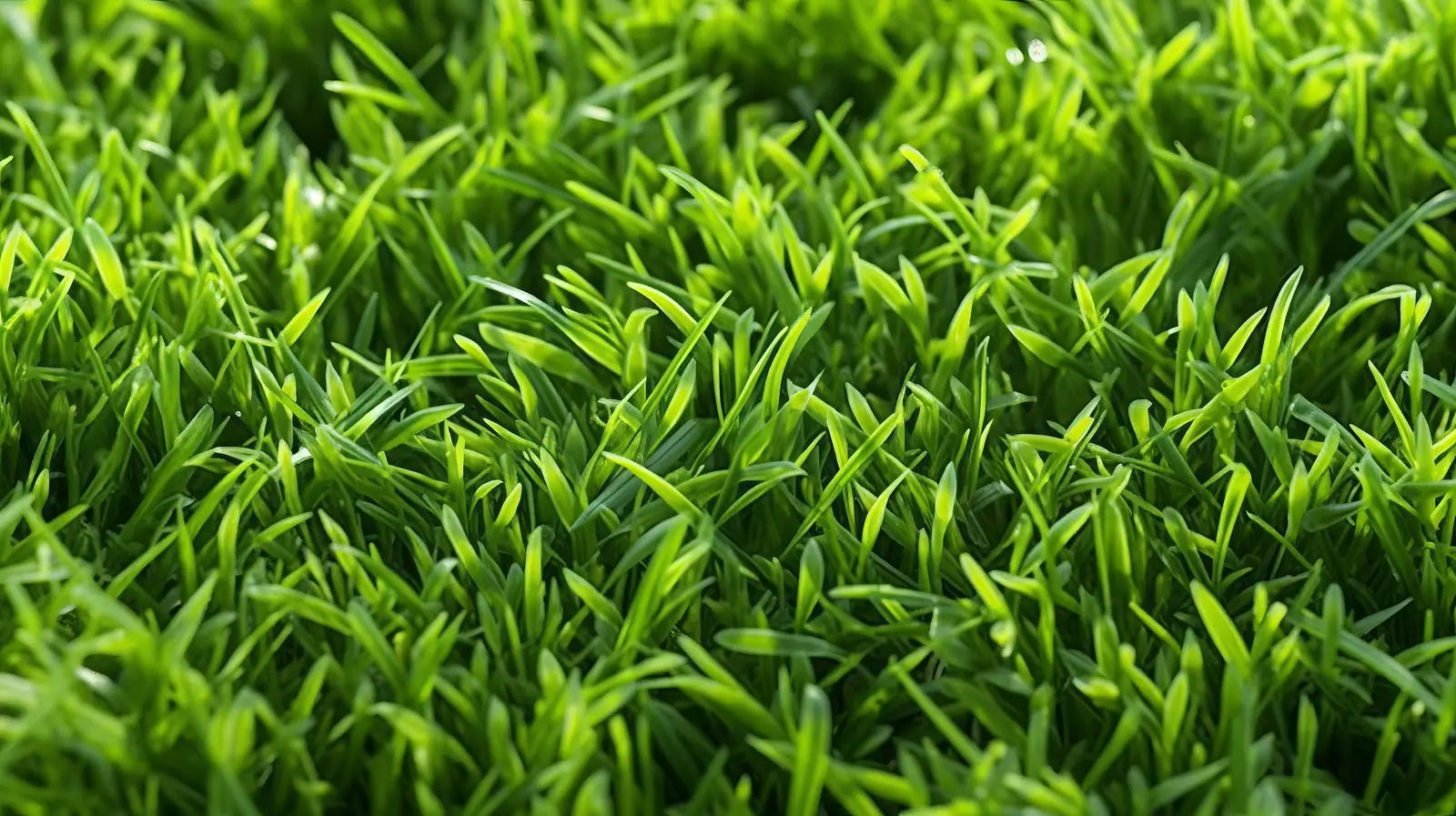 Sattgrüner, dichter Rasen im Garten